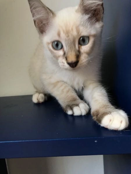 Chat Siamois Croise Tayara