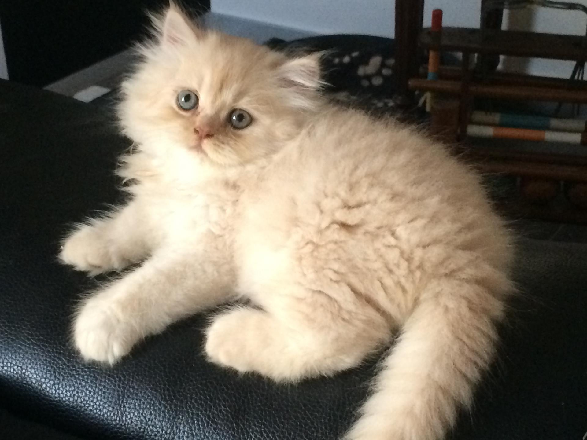 Chaton Persan