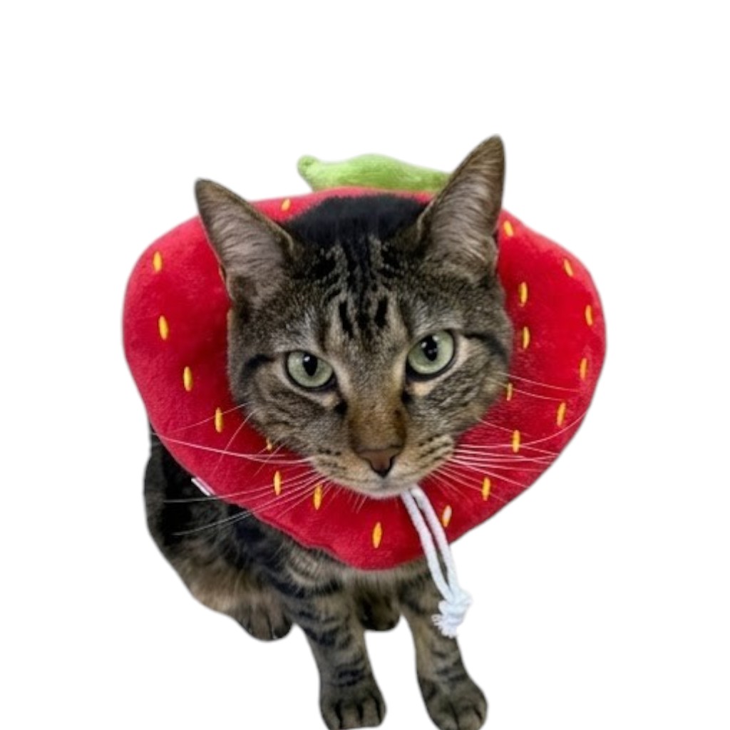 Collar Isabelino de Fresa para Gato