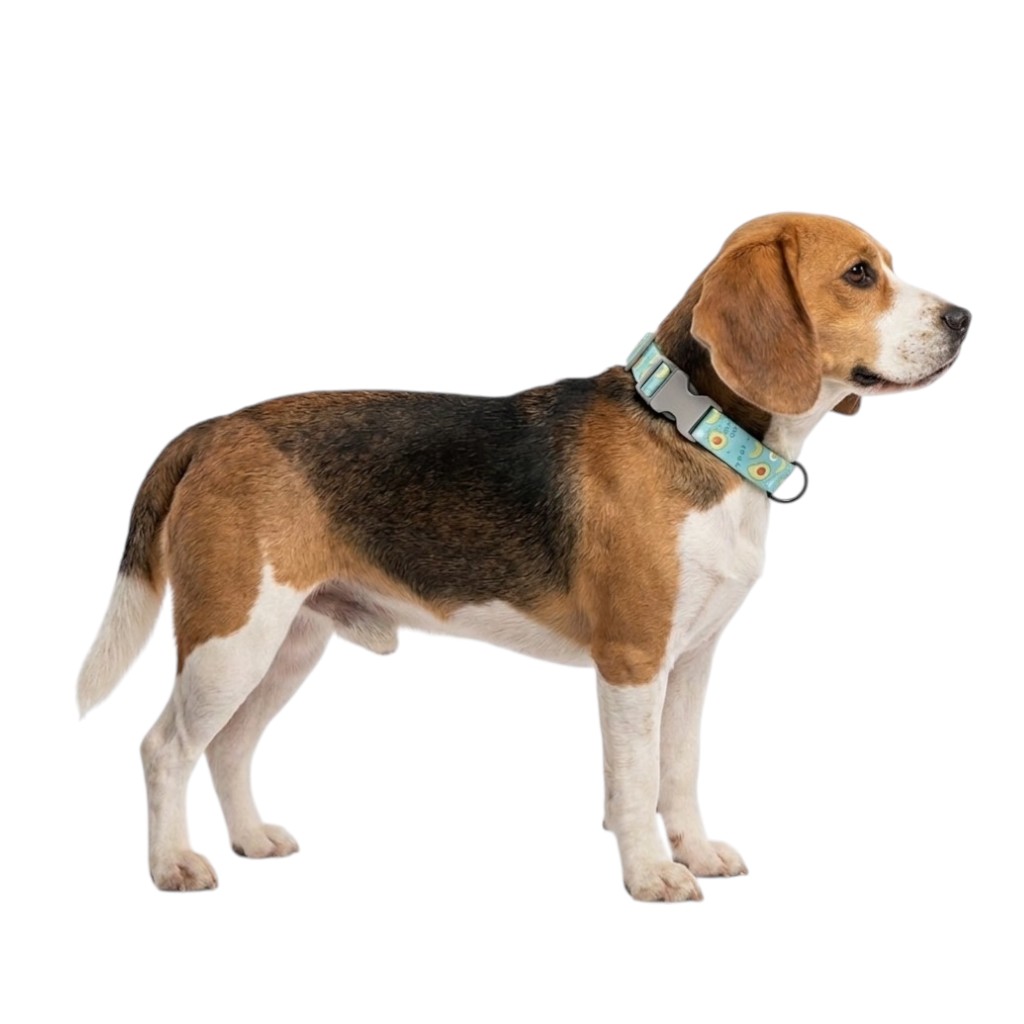 Collar para Perro estampado