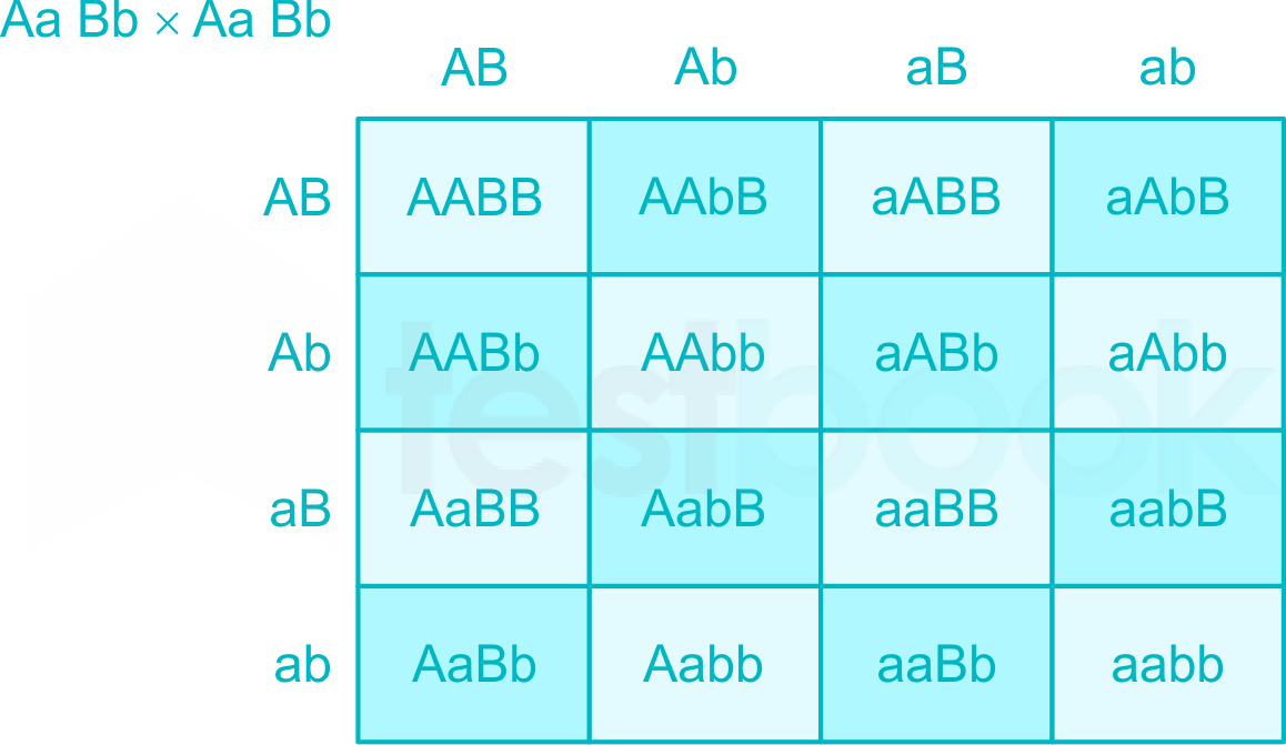 Схема aabb x aabb иллюстрирует скрещивание