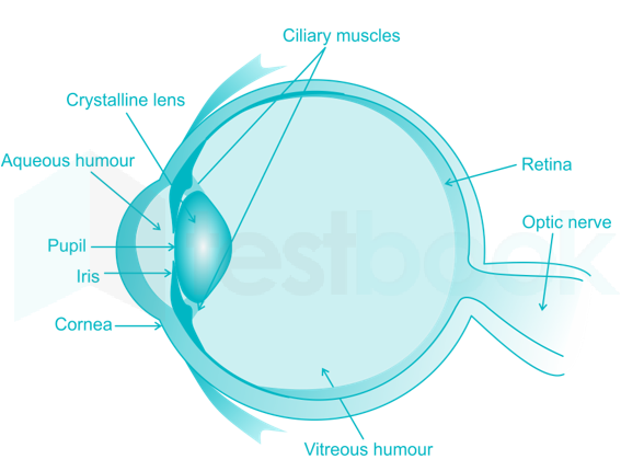 The Eye 10 - Wikipedia