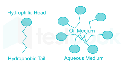 Solved Which Part Of The Micelle Is Hydrophilic In Nature Self Study 365