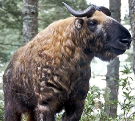 Bhutan Animal