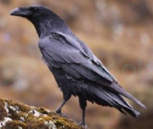 Bhutan Bird