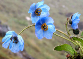 Bhutan Flower