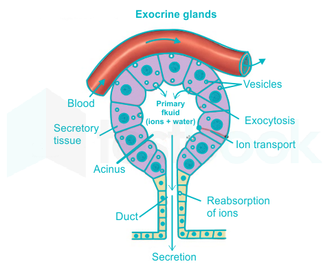 Solved Which Of The Followings Is The Largest Exocrine Gland In Hum