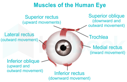 inferior oblique eye movement