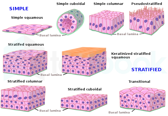 Solved Simple Epithelium Is