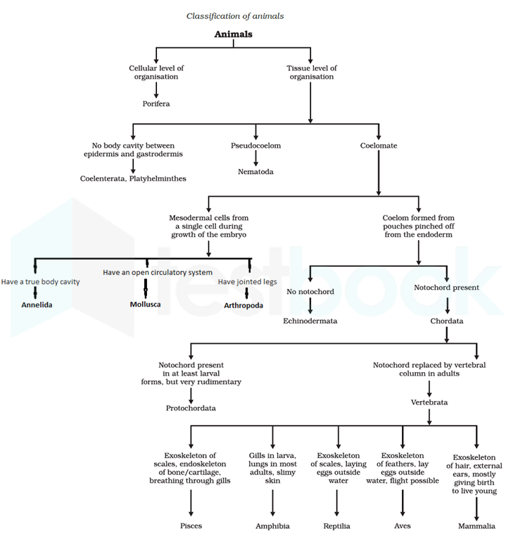 classification of animals kingdom phylum