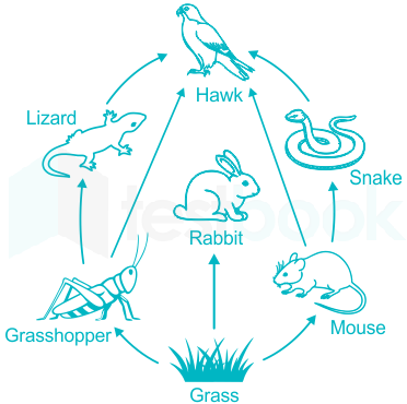 Solved] Energy flow in the food web is