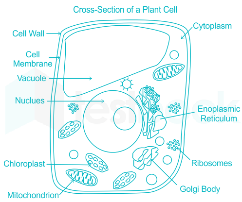 Which of the following cell organelles is present only in plant c