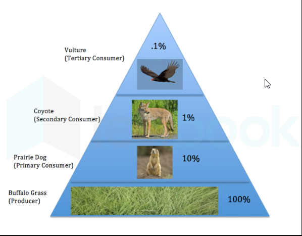 Biomass energy pyramid