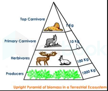 Biomass pyramid grassland