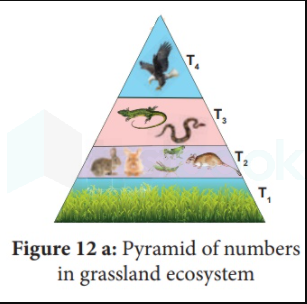 forest ecosystem food pyramid