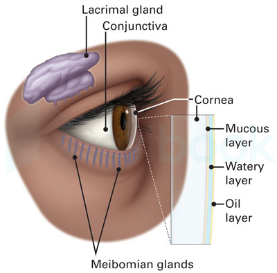 Conjunctiva-Lacrimal-Gland-Tear-Film-Optimized