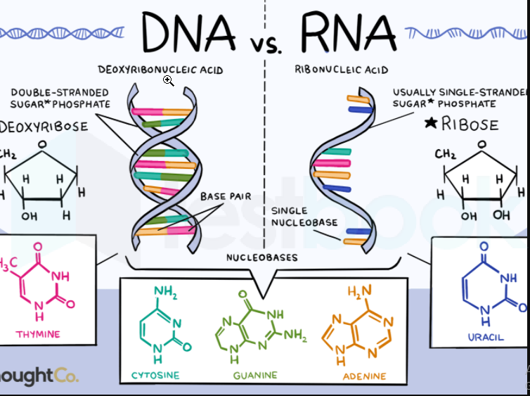 Solved The Basic Difference In The Dna And Rna Is With Respect To