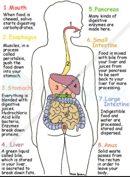 How Digestion Works: 5 Stages of Human Digestion - Owlcation