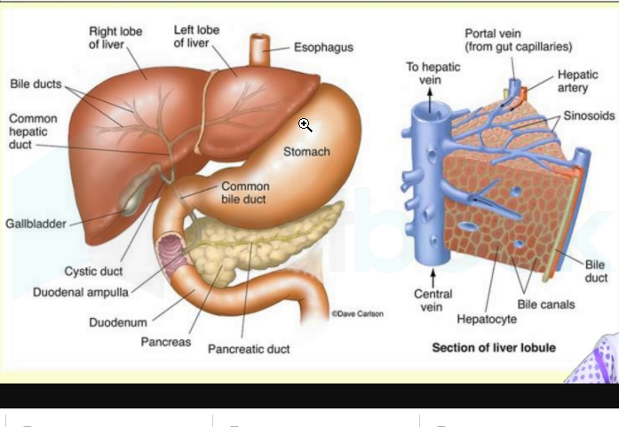 Digestive gland