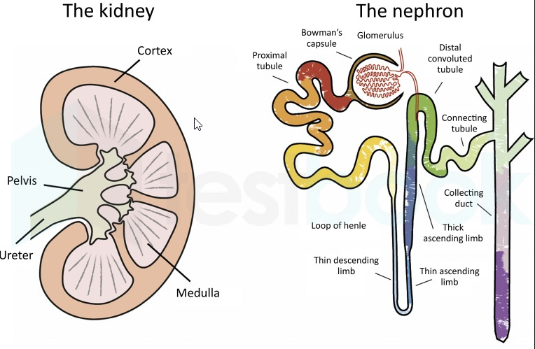 Kidney nad Nephron