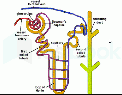 Nephron