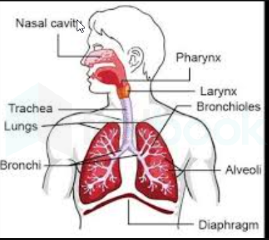 Respiratory system