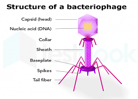 Structure of a bacteriophage