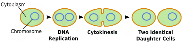 binary fission