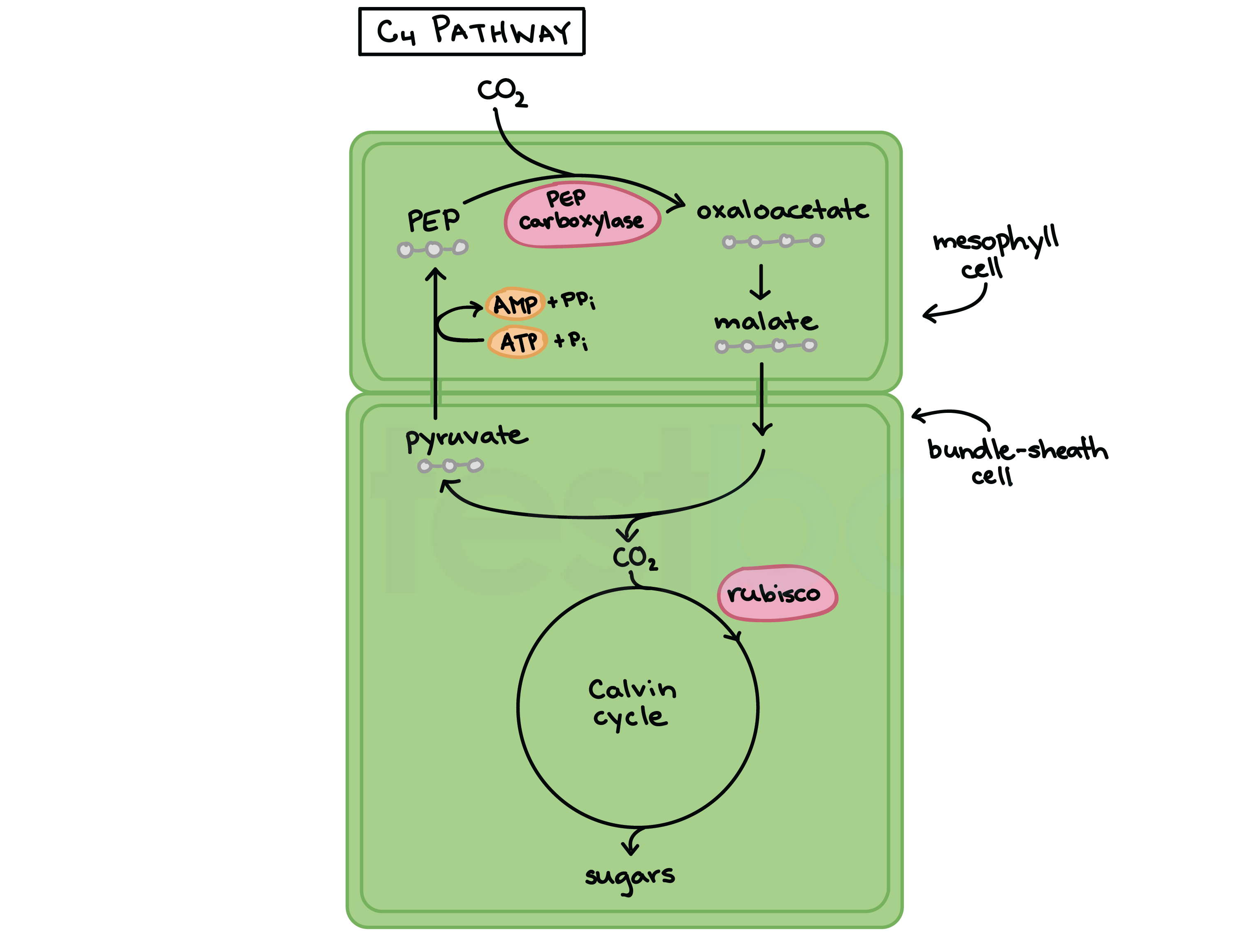 c4pathway