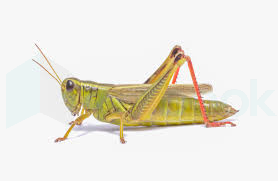 grasshoper