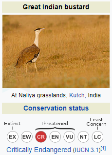 indian bustard