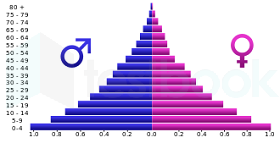 population pyramid