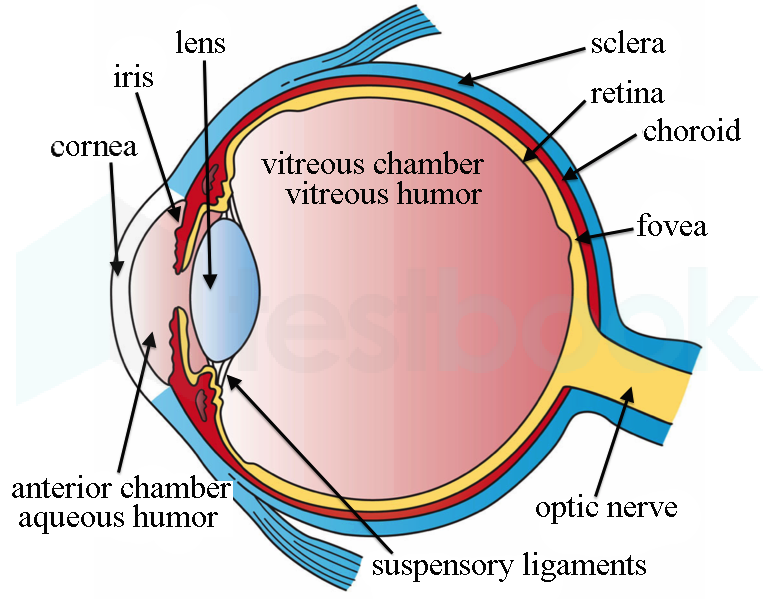 Diagram-of-the-Eye