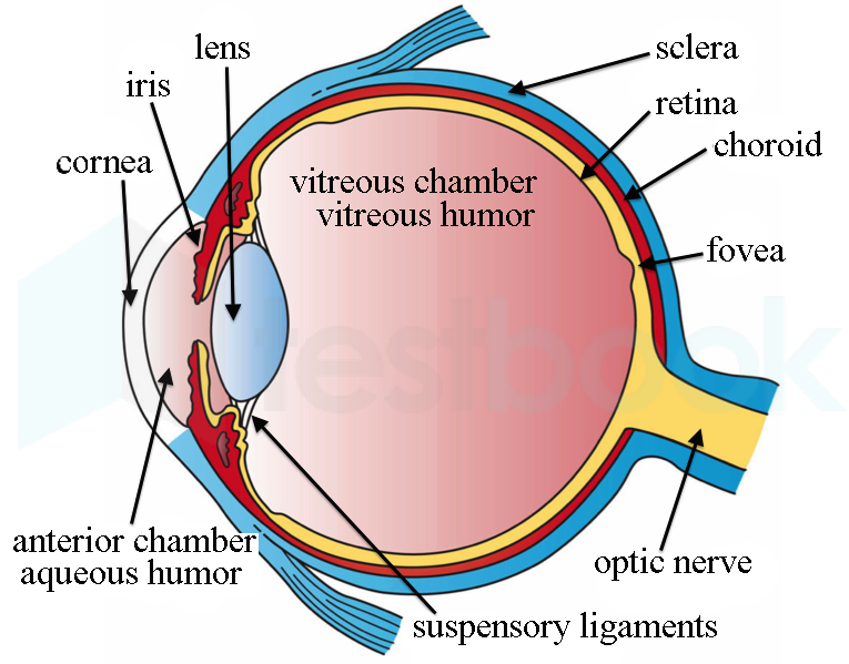 The Eye 10 - Wikipedia