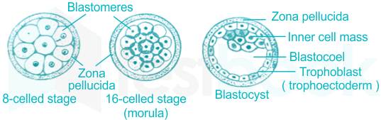 embryology - why is the cleavage in frogs holoblastic and not meroblastic?  - Biology Stack Exchange