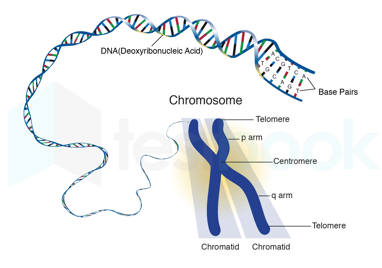 solved-number-of-chromosomes-in-human-cell-is