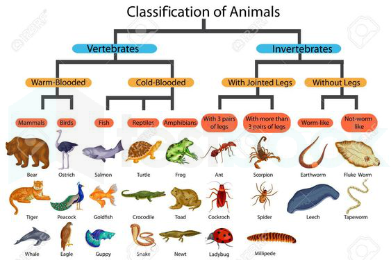 Animal Morphology MCQ [Free PDF] - Objective Question Answer for Animal  Morphology Quiz - Download Now!