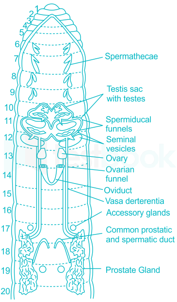 Solved] Testes occur in earthworm in the segments