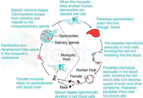 What Is The Intermediate Host Of Malaria