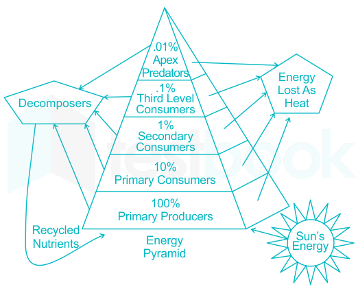 energy pyramid 10 percent rule