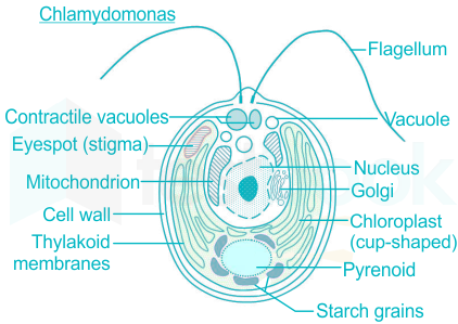 A cup shaped chloroplast is seen in