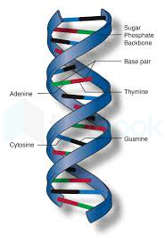 dna