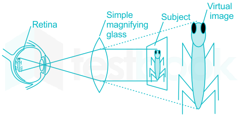 Solved] Which of the following is used in a magnifying glass?