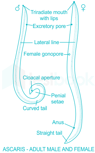 ascaris labelled diagram