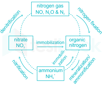 Simplified nitrogen cycle (after [64]).... | Download Scientific Diagram