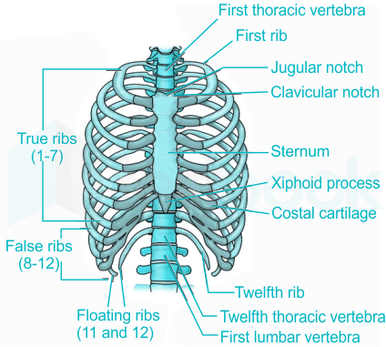 i With respect to rib cage, explain the following bicephalic ribsii With  respect to rib cage, explain the following true ribsiii With respect to rib  cage, explain the following Floating ribs