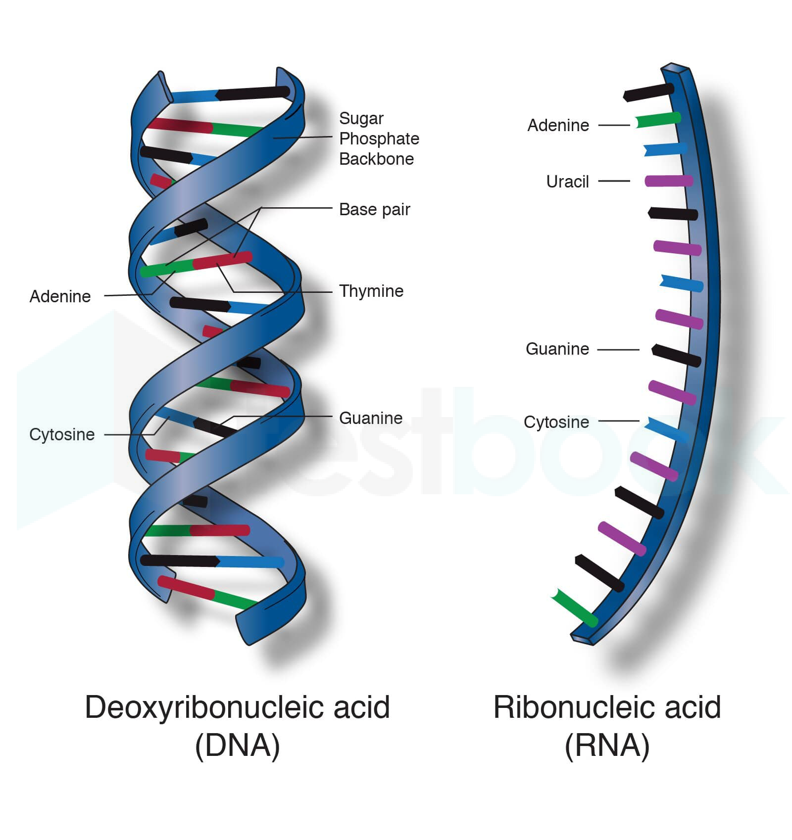 rna