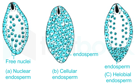 endosperm