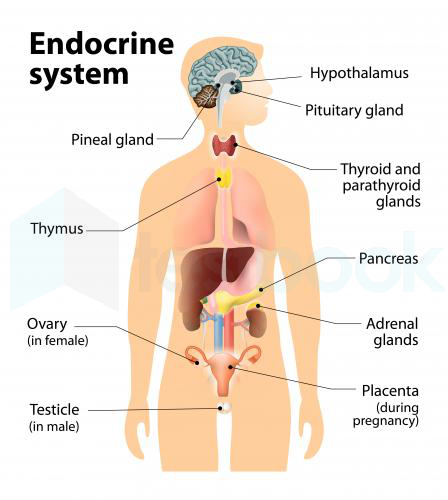 endocrine-system