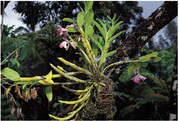 Solved] Epiphytes are plant which depends on other plants for